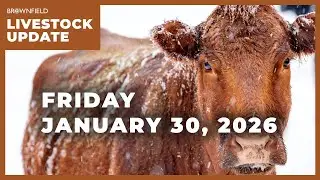 Contraction continues in the cattle industry | Weekly Livestock Market Update