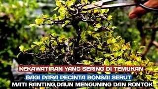 Serut Bunjin Daun menguning dan Rontok ,, Perawatan Sebelum Mati Ranting !!