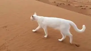 Cat Footprints In The Sand 🐈🐾