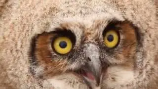 Baby Horned Owl HD