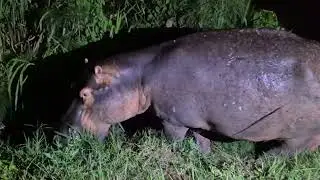 Hippo during dinner at Buffalo Safari Lodge, Queen Elizabeth National Park, Uganda