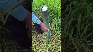 #fishing #trap #countryside #pvcpipe #eel #fishingspots