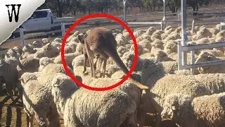 Incredible ANIMAL STORIES You Won't Believe Are Real