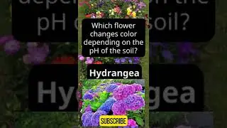 Challenge your flower knowledge. Can you get 8/8? #flowersquiz #facts #quizchallenge #quizshorts