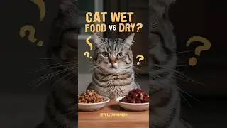 best cat food | cats wet food or dry #cat #cats #kitten @khalidcat9972