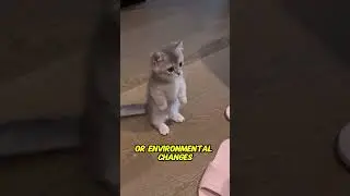 How Cats Sense Vibrations Through Their Paws?