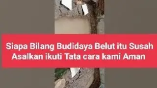 Ternak belut Sebetulnya Mudah...yg penting Media tidak usah pake Kohe..Pakan kita kasih ikan
