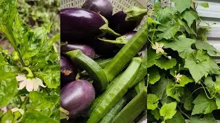 #kitchengarden #growvegetables #seasonalvegetables #summervegetables #howtogrow #organicfarming 