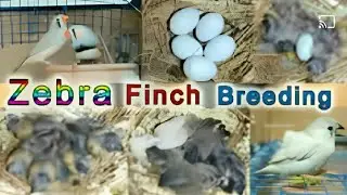 Zebra Finch eggs hatching 🐣 Breeding Progress full eggs hatching process