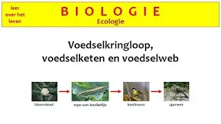 Biologie - Ecologie - Voedselkringloop, voedselketen en voedselweb -