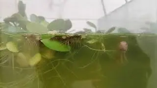 reproduccion de bettas metodo indonesio eficaz o no¿