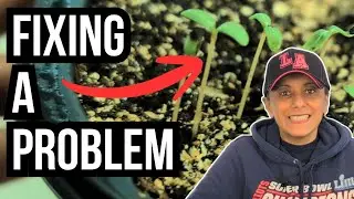 Вытянувшиеся саженцы? Давайте это исправим! 🌱🌸