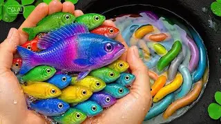 Catch Colorful Aquarium Fish, Beautifull Rainbow Fish In Small Pond, Turtle, Goldfish, Molly Fish