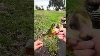 Shiners catch Big Pea!! ​#fish #bass #shorts #letsgo #uglystik #viral #fishing #trending #miami