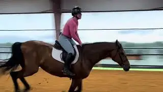 Cuba Libre jumping bridle less