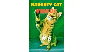Naughty Cat Videos #6 2025  ｜Cute And Funny Cat Videos             #funnycats #cutecat #funnyvideos