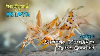 Shrimp: Amazing Macro Photography [4K] | Indonesia from Below (S01E06) | SZtv