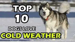 TOP 10 DOG BREEDS THAT LOVE COLD WEATHER