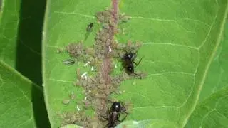 Ants (Formicidae) tending Aphids (Aphididae) on Milkweed
