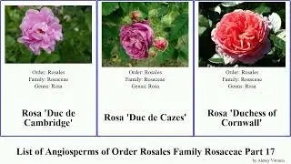 List of Angiosperms of Order Rosales Family Rosaceae Part 17 'duchesse 'dr 'crimson von Garden'