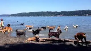 Magnuson Dog Park Beach Area in Seattle