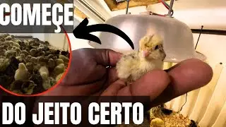 LEARN HOW TO RAISE QUAILS AT HOME.