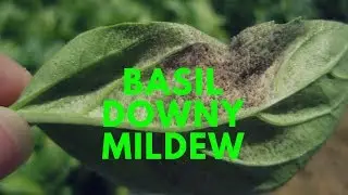 Basil Downy Mildew Disease.