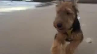 Airedale Terrier 