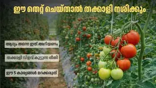 തക്കാളി തൈ നടാം എളുപ്പത്തിൽ | Pookkulathel AgriFarm