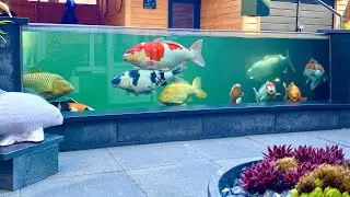 9000 Gallon Fish Pond, AMAZING Koi Collection! *TOP Garden designs