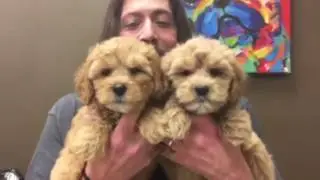 The Left Paw New Arrivals 01:24:2017