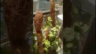 Handmade moss stick #Coconut fiber/Coir moss stick #plants #nature #money plant/pothos stand
