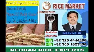 Identification of Super Basmati 515 || Super Basmati || Super Basmati Rice || Super Basmati Paddy