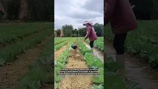 Watering Cabbage Plants by Hand