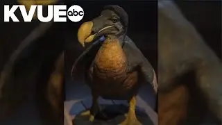 Return of the dodo bird? Texas company trying to create 'copy' of the extinct creature