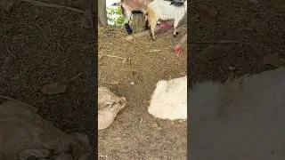 Variety of Goats Sounds #sound #goatsounds #goats #goatfarming.........