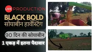 Black Bold Soyabean Production 🤯 | soyabean production 2025 | soyabean new variety production 🔝