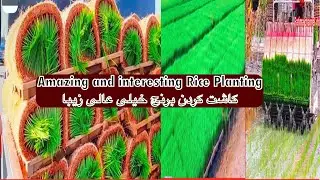 Success of Rice Farming Taiwan planting And Harvesting with An Amazing Modern Technology