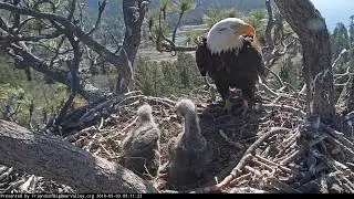 05-03-19 Big Bear Lake eagles; wake up bonking.