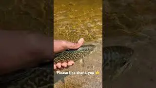 Tiger trout,catch and release