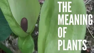 Cuckoo Pint - The Meaning of Plants