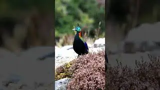 Himalayan Monal Bird Sounds 4K | Rare Monal Calls Up Close | Impeyan Monal Audio #birdsound