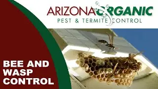 Wasp Control