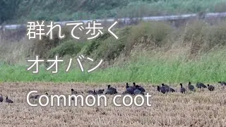 【群れで歩く】オオバン Common coot