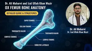 Femur Bone (Ox) &mdash; Easy & Complete Anatomy for Vet Students | DVM Lecture