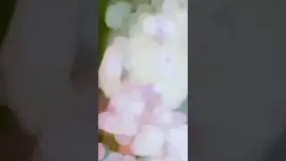 BORDER -2 Song || WhatsApp status || Love story