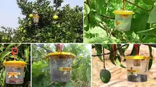 Barrix Catch Fruit Fly Trap - Installation old