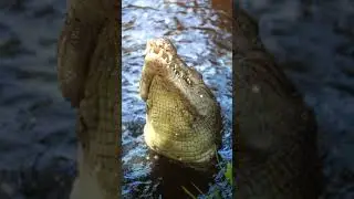 Symbiotic Relationship of Crocodile