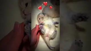 This Kitten's Fluffy Paws Are Too Cute to Handle! Cute Cats Videos for Kids
