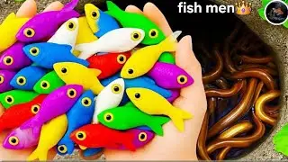 Catch beautiful aquarium fish in small pond baby turtles, eels, koi, angel fish,  nemo fish, tadpole